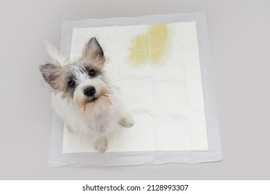 Portrait Jack Russell Puppy Dog Sitting On Pee Training Pads. High Angle View. Isolated On White Background.