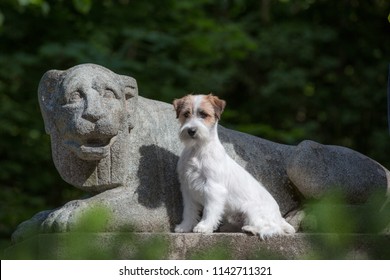 Imagenes Fotos De Stock Y Vectores Sobre Jack Russell Terrier