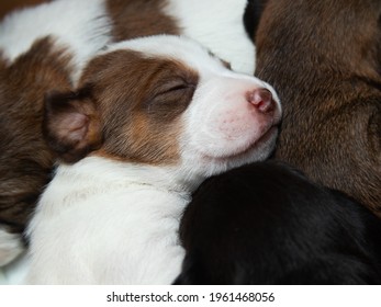 Portrait Of Jack Russell Terrier Dog Puppies Slipping