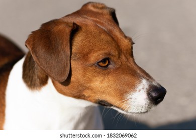 Portrait Of A Jack Russell Terrier. Loyal Eyes Of A Dog.