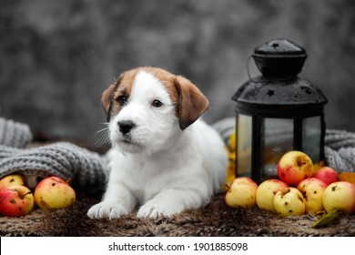 portrait of a jack Russell terrier puppy dog lying on a gray background in autumn with a lantern and apples