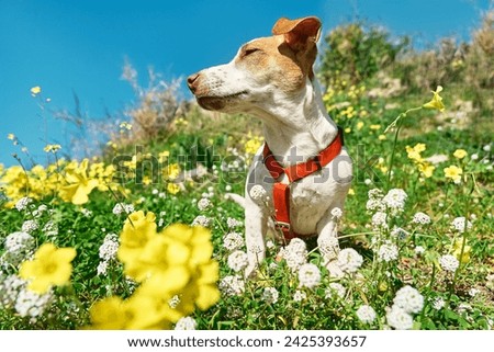 Portrait of Jack russell terrier sniffing air in white and yellow flowers in spring meadow. Allergy concept. Сaring for animals against parasites in warm season.