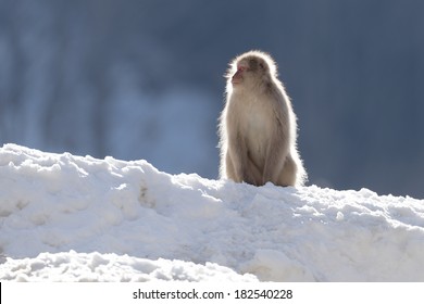 Portrait Of A Japanese Macaque (snow Monkey)