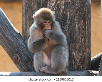 Portrait Of A Japanese Macaque Snow Monkey.