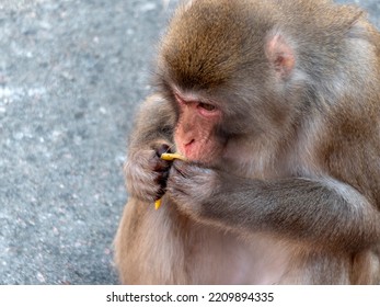 Portrait Of A Japanese Macaque Snow Monkey.