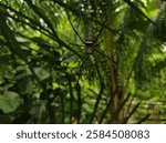 Portrait Japanese Nephila Clavata Joro Spider on a Web in an Indonesian Forest holding its young