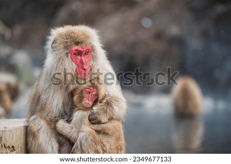 portrait of Japanese Snow monkey Macaque mother and baby at Jigokudani Park, Yamanouchi, Nagano, Japan. Group of Wild animal family during winter season.
