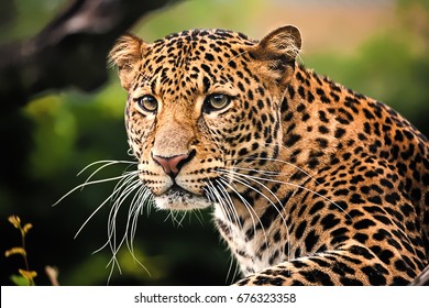 The portrait of Javan leopard
				