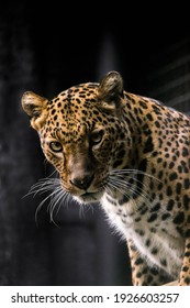 The Portrait Of Javan Leopard. Panthera Pardus Melas