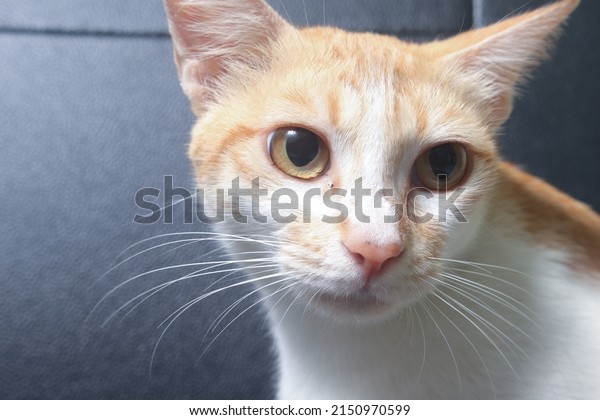Portrait of javanese\
orange cat in car seat