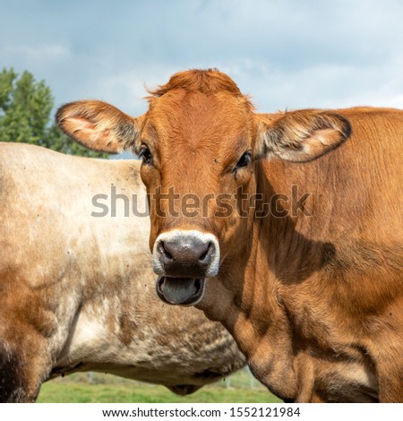 Portrait of a Jersey cow with black snout, chewing head.