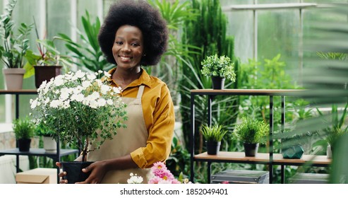 Portrait of joyful African American young woman flower store manager standing at workplace and smiling to camera with plant in hands. Happy female florist in good mood in floral center Florist concept