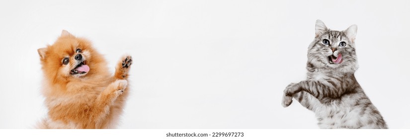 Portrait of a jumping dog and cat on gray background. Make room for the text. Wide-angle horizontal wallpaper or web banner.