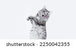 Portrait of jumping happy cat. Cute smiling dancing cat on white background. Free space for text. Wide angle horizontal wallpaper or web banner.