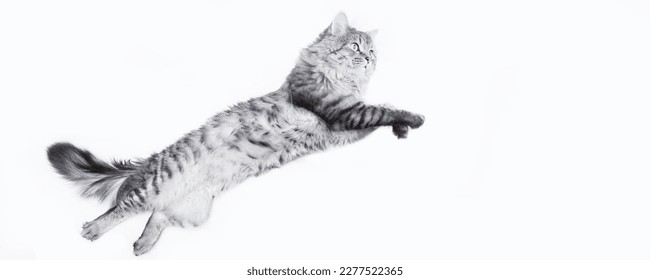 Portrait of jumping happy cat. Cute smiling dancing cat on white background. Free space for text. Wide angle horizontal wallpaper or web banner.