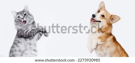 Portrait of jumping, happy puppy of Сorgi and grey cat on white background. Free space for text. Wide angle horizontal wallpaper or web banner. 