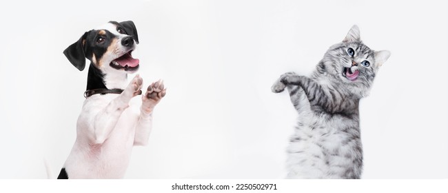 Portrait of jumping, happy puppy of Jack Russell Terrier and grey cat on white background. Free space for text. Wide angle horizontal wallpaper or web banner.  - Shutterstock ID 2250502971