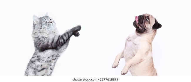 Portrait of jumping, happy puppy of pug breed and grey cat on white background. Free space for text. Wide angle horizontal wallpaper or web banner.  - Powered by Shutterstock