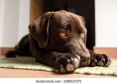 Portrait of junior chocolate labrador lying on the ground looking at his side with sweet adorable eyes. - Powered by Shutterstock