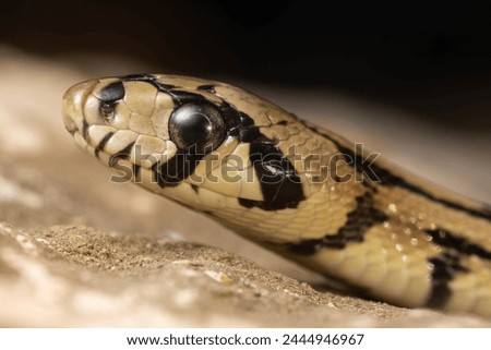Portrait of a juvenile ladder snake (Zamenis scalaris, Rhinechis scalaris) on a rock with a black background II.