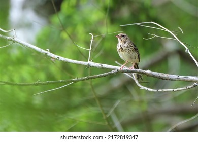 Portrait of a juvenile tree pipit (Anthus trivialis) perched on a branch - Shutterstock ID 2172819347