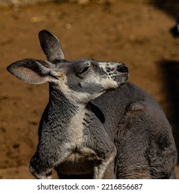 portrait of kangaroo close up - Powered by Shutterstock