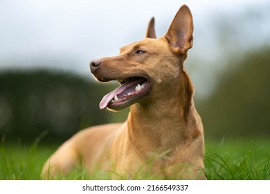 Portrait Of A Kelpie Working Dog On A Farm In Australia, Cattle Dog Lying Down On The Outback Cattle Sheep Dog.