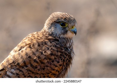 portrait of kestrel, closeup of common kestrel, The common kestrel is a bird of prey species belonging to the kestrel group of the falcon family Falconidae