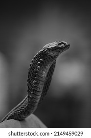 Portrait King Cobra Black White Photograph Stock Photo 2149459029 ...