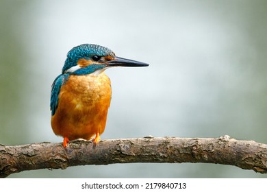 Portrait of kingfisher male. Common kingfisher, Alcedo atthis, perched on branch near nesting burrow. Flying gemstone. Wildlife nature. Colorful bird in breeding season. Hunting river kingfisher.
