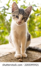 Portrait Of A Kitten Blind In One Eye