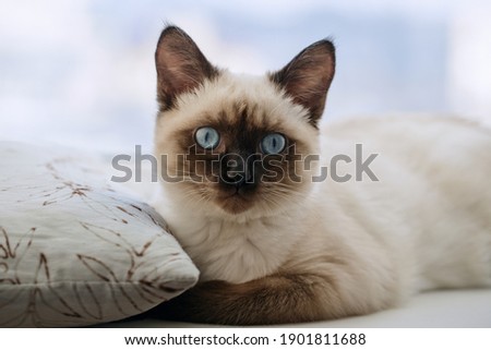 Portrait kitty with blue eyes on windowsill. Shallow DOF