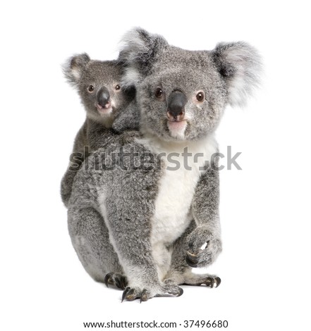 Portrait of Koala bears, 4 years old and 9 months old, Phascolarctos cinereus, in front of white background