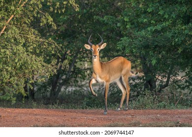 Portrait of a Kob, an African antelope