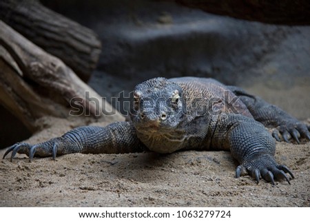 Portrait of Komodo Dragon.
