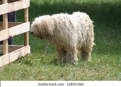 Portrait Of Komondor