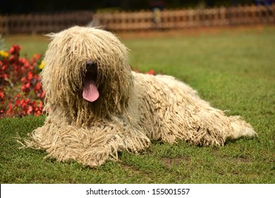 Portrait Of Komondor