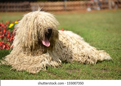 Portrait Of Komondor