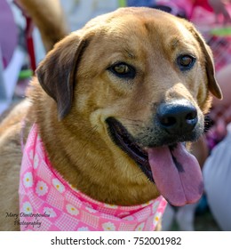 Portrait of a labrador dog wearing a pink scarf, panting