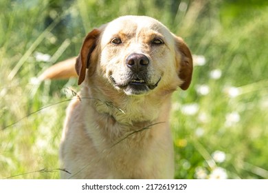 Portrait Labrador Mongrel Mix Breed Dog Stock Photo 2172619129 ...