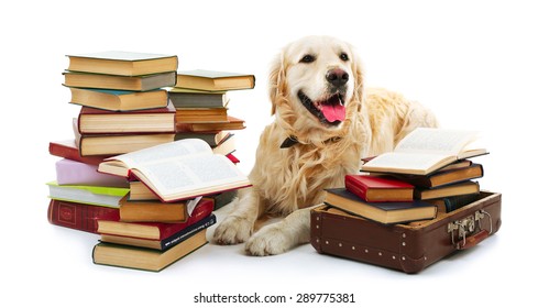 Portrait of Labrador with pile of books isolated on white