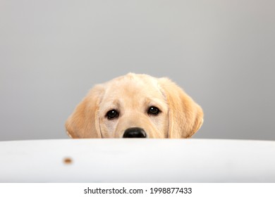 Portrait of labrador puppy peeking muzzle under white table on gray background with copy space. Curious puppy or dog or game of hide and seek with pet. Watching, seeing or know secrets.