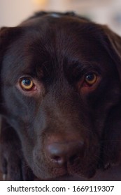 Portrait Of A Labrador Retreiver