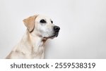 Portrait of a Labrador Retriever against a white background, ideal for pet adoption campaigns and National Dog Day promotions