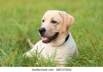 Golden Labrador Images Stock Photos Vectors Shutterstock