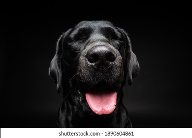 黒い犬 の画像 写真素材 ベクター画像 Shutterstock