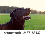 Portrait of Labrador Retriever during sunset on a field