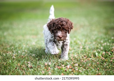 Portrait Lagotto Romagnolo Puppy Truffle Dog Stock Photo 2175395995 ...