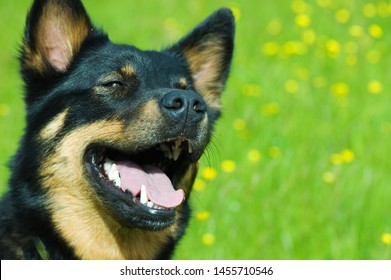 Portrait Of A Lapland Reindeer Dog Also Known As Lapponian Herder