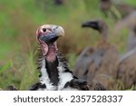 Portrait of a Lappet-faced Vulture or Nubian vulture (Torgos tracheliotos) standing dominant between other vultures in Kruger National Park in South Africa